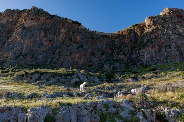 Cavalo Branco Pastando Ilha Rocha Monemvasia Pôr Sol Tesouros Peloponeso — Fotografia de Stock