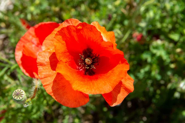 Flores Amapola Roja Sobre Hierba Verde Cerca — Foto de Stock