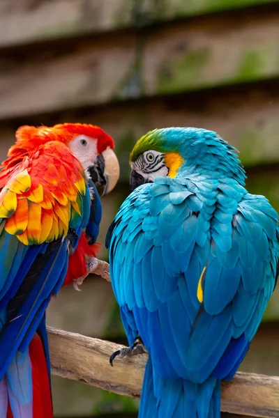 Macaw Kırmızısı Mavi Sarı Papağanlar Uzun Kuyruklu Egzotik Kuşlar Yaklaşır — Stok fotoğraf