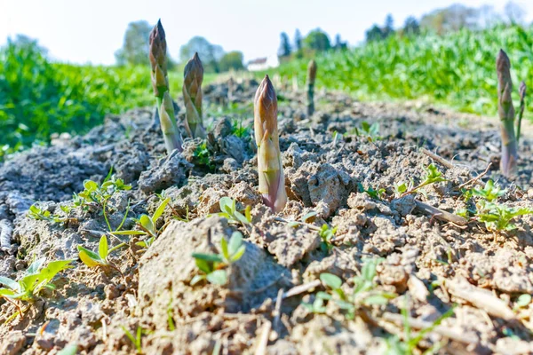 Mogen Ekologisk Grön Sparris Som Växer Åkrar Redo Att Skördas — Stockfoto