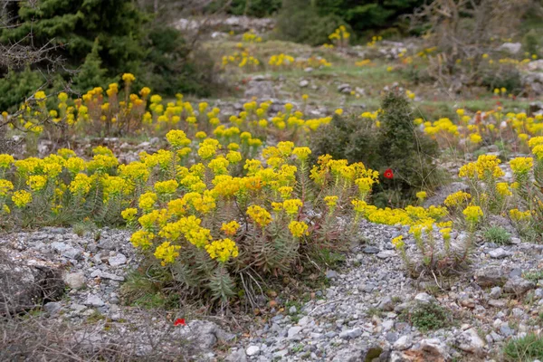 Primavera Colorido Fondo Floral Prado Montaña Con Flores Silvestres Amarillas — Foto de Stock