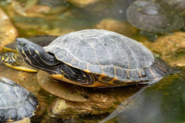 Gelbbauchkrebse Land Und Wasserschildkröten Sonnenbaden Teich Aus Nächster Nähe — Stockfoto