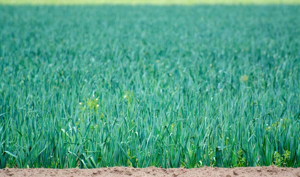 Paisagem Com Campo Fazenda Com Plantas Crescentes Cebola Poró Verde — Fotografia de Stock