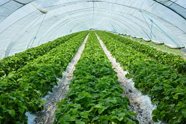 Green House Made Polyethylene Film Protect Spring Fields Rows Strawberry — Stock Photo, Image