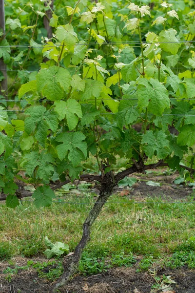 北ブラバントのオランダのブドウ畑に白ワインブドウの植物と行 オランダのワイン生産 — ストック写真