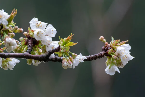 White blossom of sour cherry in garden in spring, floral background