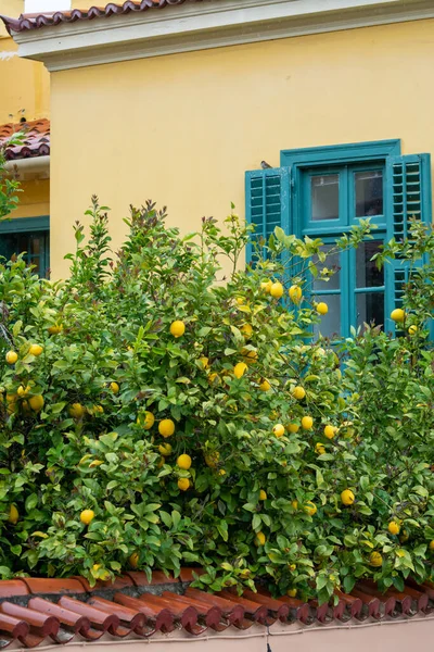 Limones Amarillos Maduros Cítricos Creciendo Grecia —  Fotos de Stock