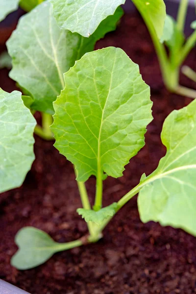 Trädgårdsplantor Vårsäsongen Unga Groddar Broccoli Kål Grönsak Växt Trädgårdsarbete — Stockfoto