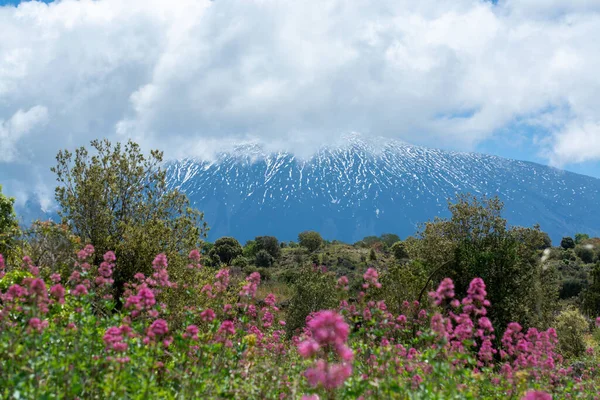 Flora Dello Stratovulcano Attivo Dell Etna Sulla Costa Orientale Dell — Foto Stock