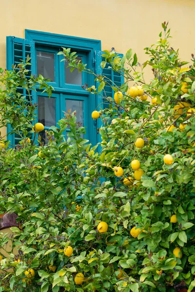 Limoni Gialli Maturi Agrumi Tropicali Appesi Agli Alberi Limone Giardino — Foto Stock