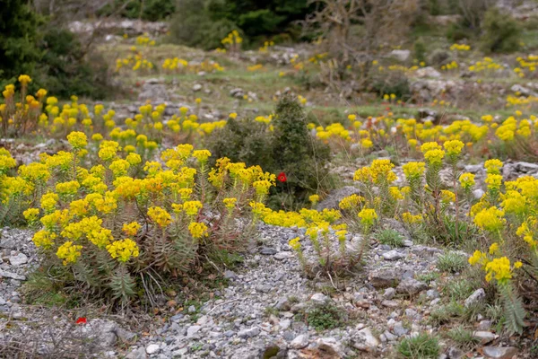 Printemps Fond Floral Coloré Prairie Montagne Avec Des Fleurs Sauvages — Photo