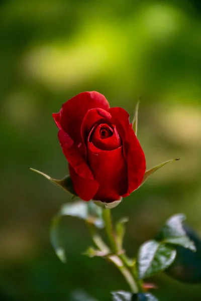 Ένα Σφιχτό Μπουμπούκι Κόκκινου Τριαντάφυλλου Μεγαλώνει Στον Κήπο — Φωτογραφία Αρχείου