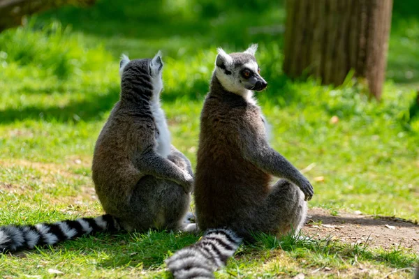 Ringsvansad Lemur Lemur Catta Sitter Grönt Gräs Djurparken — Stockfoto