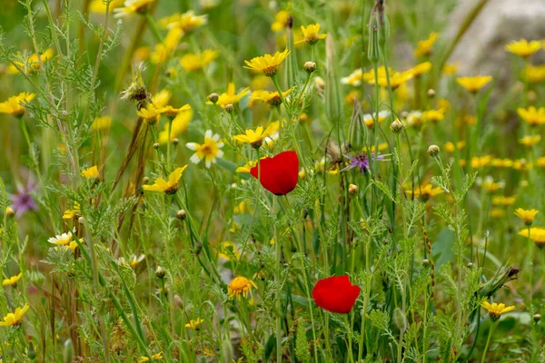 Frühling Bunte Florale Hintergrund Wiese Mit Der Blüte Von Wilden — Stockfoto