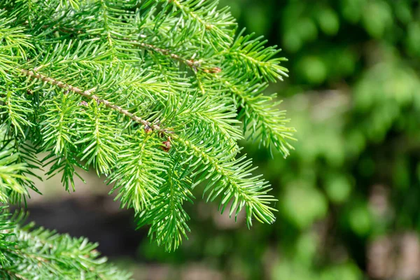 高品質のクリスマスツリーを持つ背景 緑のノルマンモミのクローズアップ — ストック写真