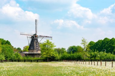 Eski rüzgar değirmeni, mavi gökyüzü ve kır çiçekleri, Hollanda kırsal alanı