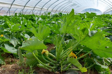Young plants of rijpende courgette zucchini vegetables growing in greenhouse close up, agriculture in Greece clipart