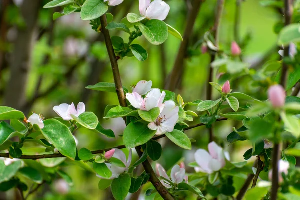 果樹園のリンゴの木の春の花を閉じる — ストック写真