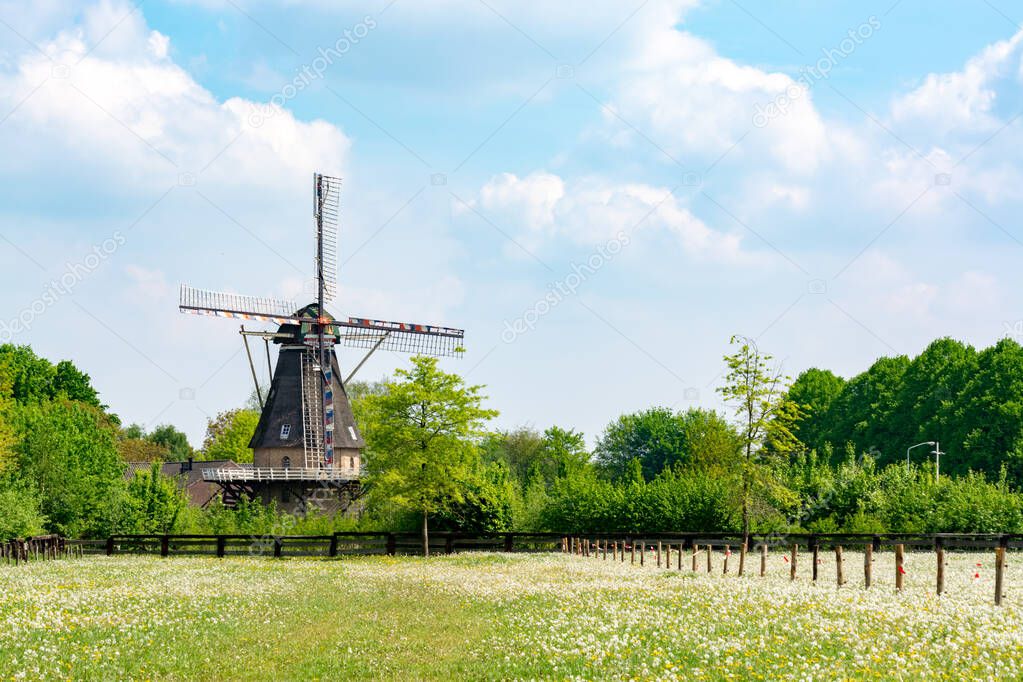 Old wind mill, blue sky and pasture with wild blossoming flowers, Dutch countryside landscape