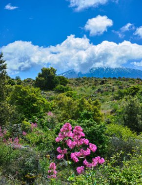 İtalya 'nın Sicilya adasının doğu kıyısında Aktif Stratovolcano Dağı' ndan Flora