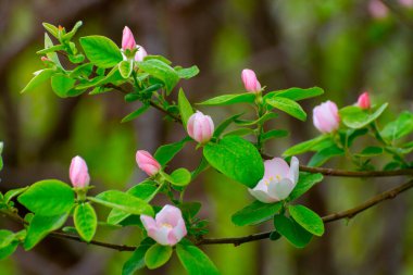 Elma ağacının pembe çiçekleri, meyve bahçesinde bahar çiçekleri yakın.