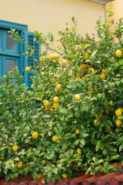 Olgun sarı limonlar, limon ağaçlarında asılı tropikal narenciye meyveleri ve yağmurlu bir günde evi ve mavi pencereyi gören bahçeler.