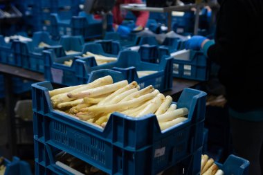 Hollanda 'da tarım çiftliğinde organik beyaz kuşkonmazların endüstriyel olarak işlenmesi, yıkanması, soyulması, tasnif edilmesi ve paketlenmesi