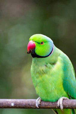 Asya bölgesinde yaşayan yeşil Alexandrine muhabbet kuşu, yakın plan.