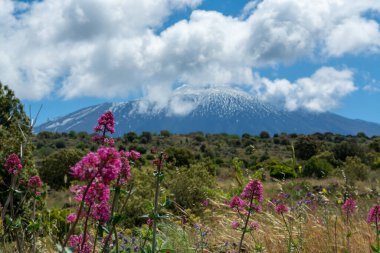 İtalya 'nın Sicilya adasının doğu kıyısında Aktif Stratovolcano Dağı' ndan Flora