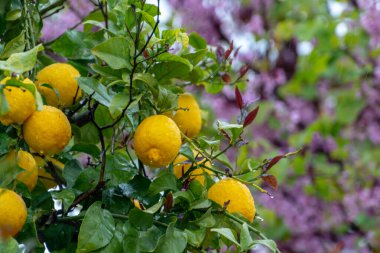 Olgun sarı limon, limon ağacında sallanan tropikal narenciye meyvesi. Yağmur damlaları ve arka planda pembe çiçek açan ağaç.