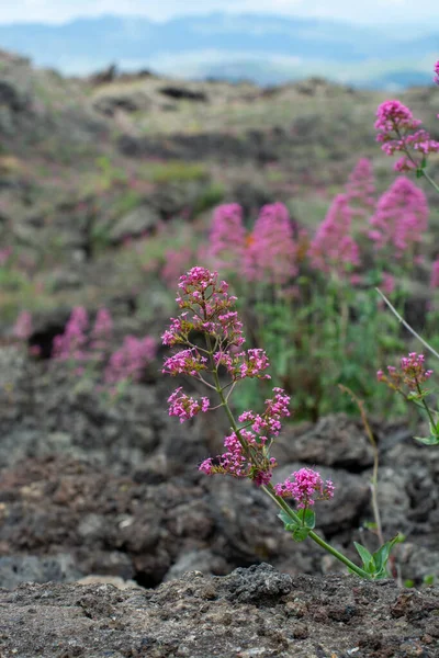Flora Wulkanu Etna Sezonowy Kwiat Różowego Rubinu Centranthus Valerian Lub — Zdjęcie stockowe