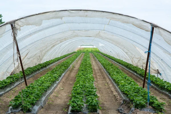 Casas Verdes Construcciones Campos Fresas Plantas Fresas Hileras Que Crecen — Foto de Stock