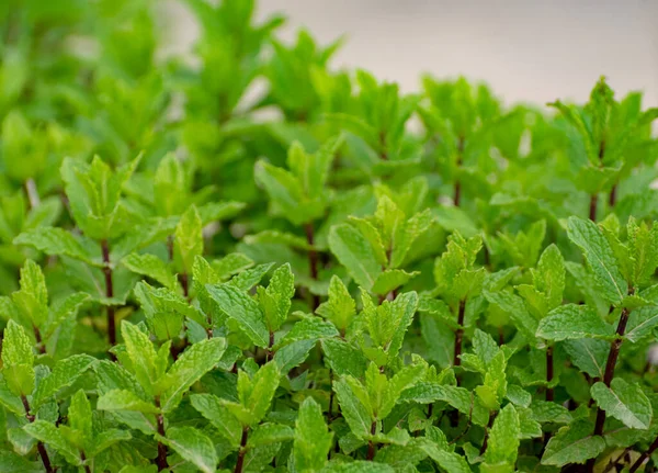 Aromatic Green Peppermint Garden Plant Close — Stock Photo, Image