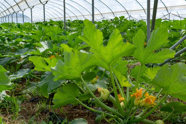 Fiatal Növények Rijpende Cukkini Zöldségek Termesztés Üvegházhatású Közeli Mezőgazdaság Görögországban — Stock Fotó