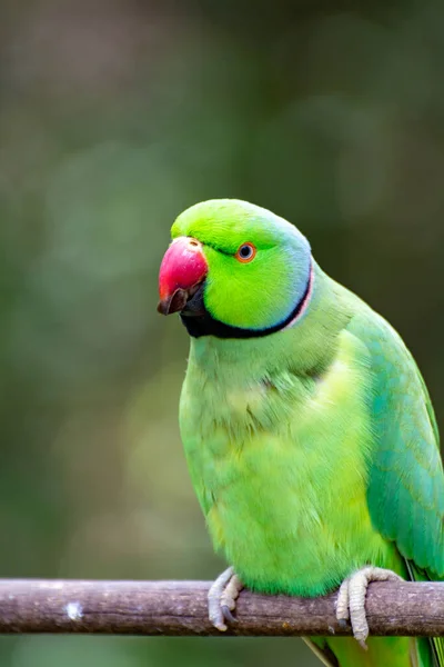 Grön Alexandrine Parakit Bosatt Asien Närbild — Stockfoto