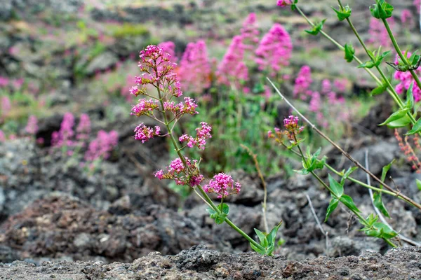 Flore Volcan Etna Fleur Saisonnière Centranthus Ruber Valériane Rose Valériane — Photo