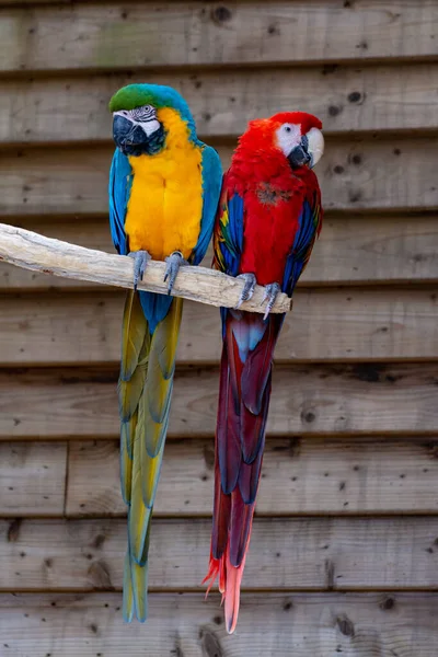 Guacamayo Escarlata Loros Azules Amarillos Cola Larga Coloridas Aves Exóticas —  Fotos de Stock