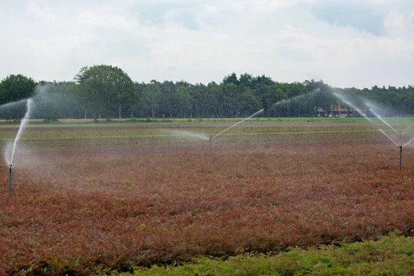 Field irrigation system with water sprinklers working on farm field