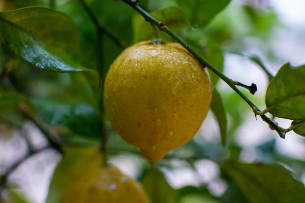 Limoni Gialli Maturi Agrumi Appesi All Albero Limone — Foto Stock