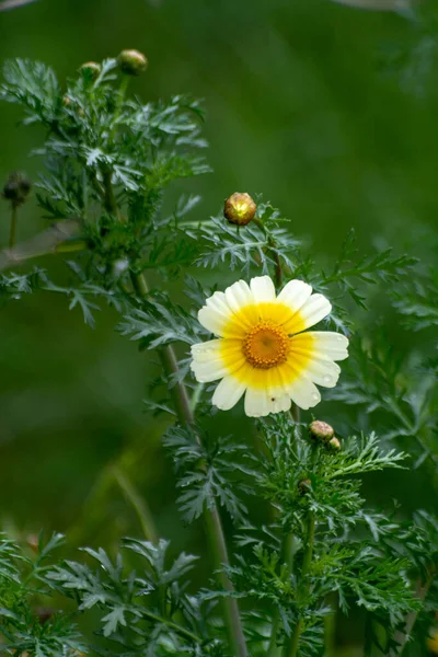 Primavera Fundo Floral Colorido Prado Com Flores Margarida Amarelo Florescente — Fotografia de Stock
