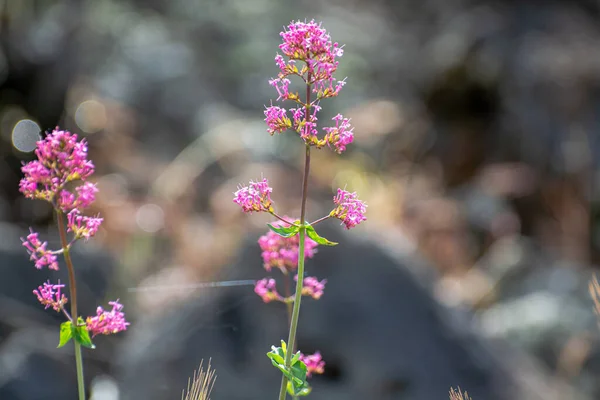 Flora Vulcão Etna Monte Flor Sazonal Rosa Centranthus Ruber Valeriana — Fotografia de Stock