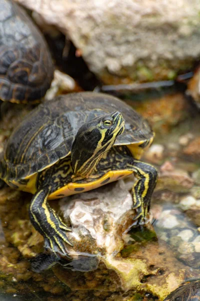 Geelbuikschuifjes Land Waterschildpadden Zonnebaden Vijver Van Dichtbij — Stockfoto