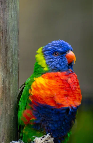 Blue Mountain Lorikeet Pássaro Perto — Fotografia de Stock