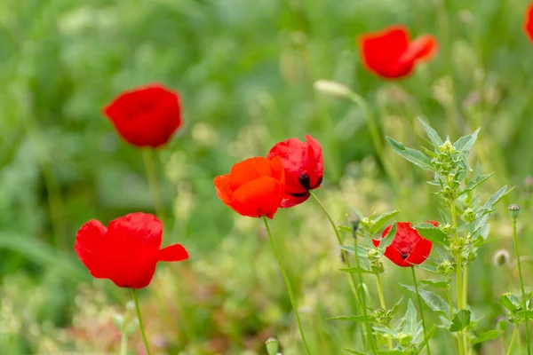 Весной Красочный Цветочный Фон Луг Цветением Диких Красных Маковых Цветов — стоковое фото
