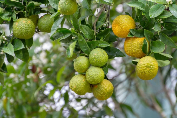 Cítricos Naranja Amarga Bergamota Rasgándote Flor Cerca — Foto de Stock