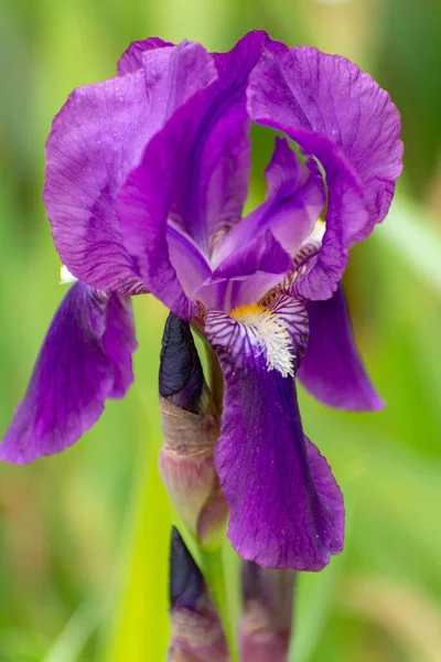 Uma Flor Íris Violeta Perto Fundo Floral — Fotografia de Stock