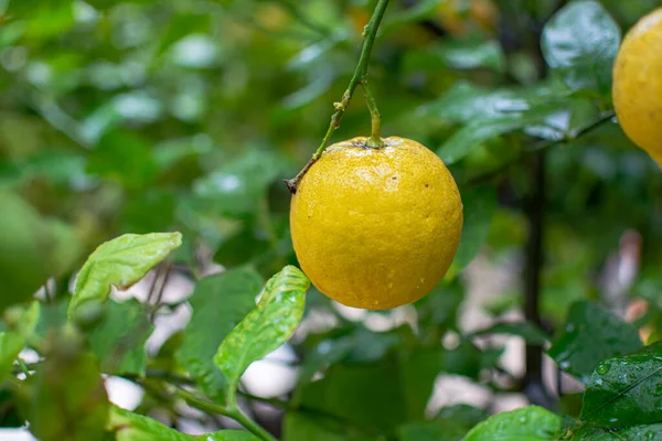 Limones Amarillos Maduros Cítricos Colgados Limonero — Foto de Stock