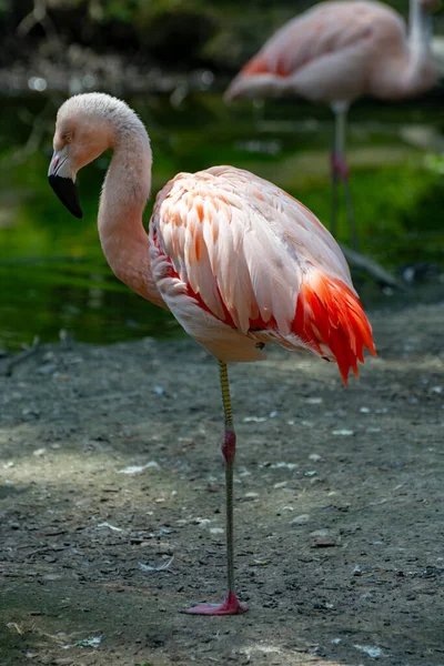 Großer Rosafarbener Framingo Vogel Aus Nächster Nähe — Stockfoto