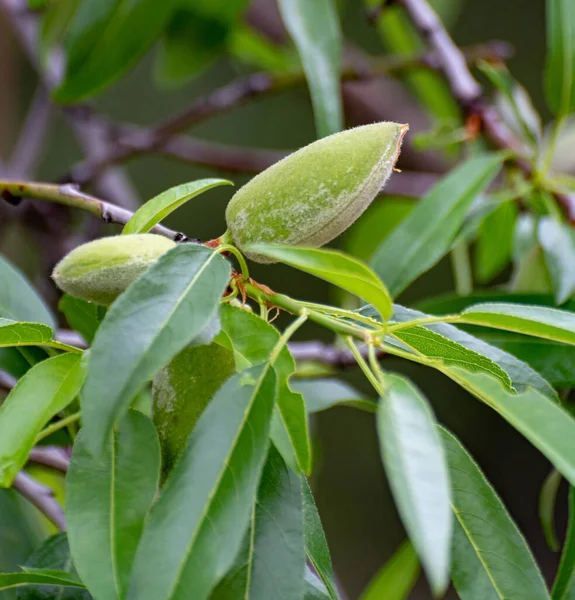 Almendras Verdes Jóvenes Rasgando Almendro Cerca — Foto de Stock