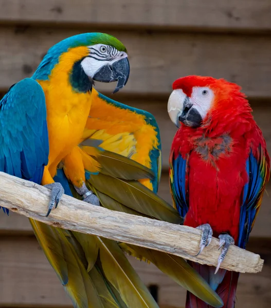 Guacamayo Escarlata Loros Azules Amarillos Cola Larga Coloridas Aves Exóticas —  Fotos de Stock